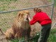 Lion and Zookeeper Lion and Zookeeper